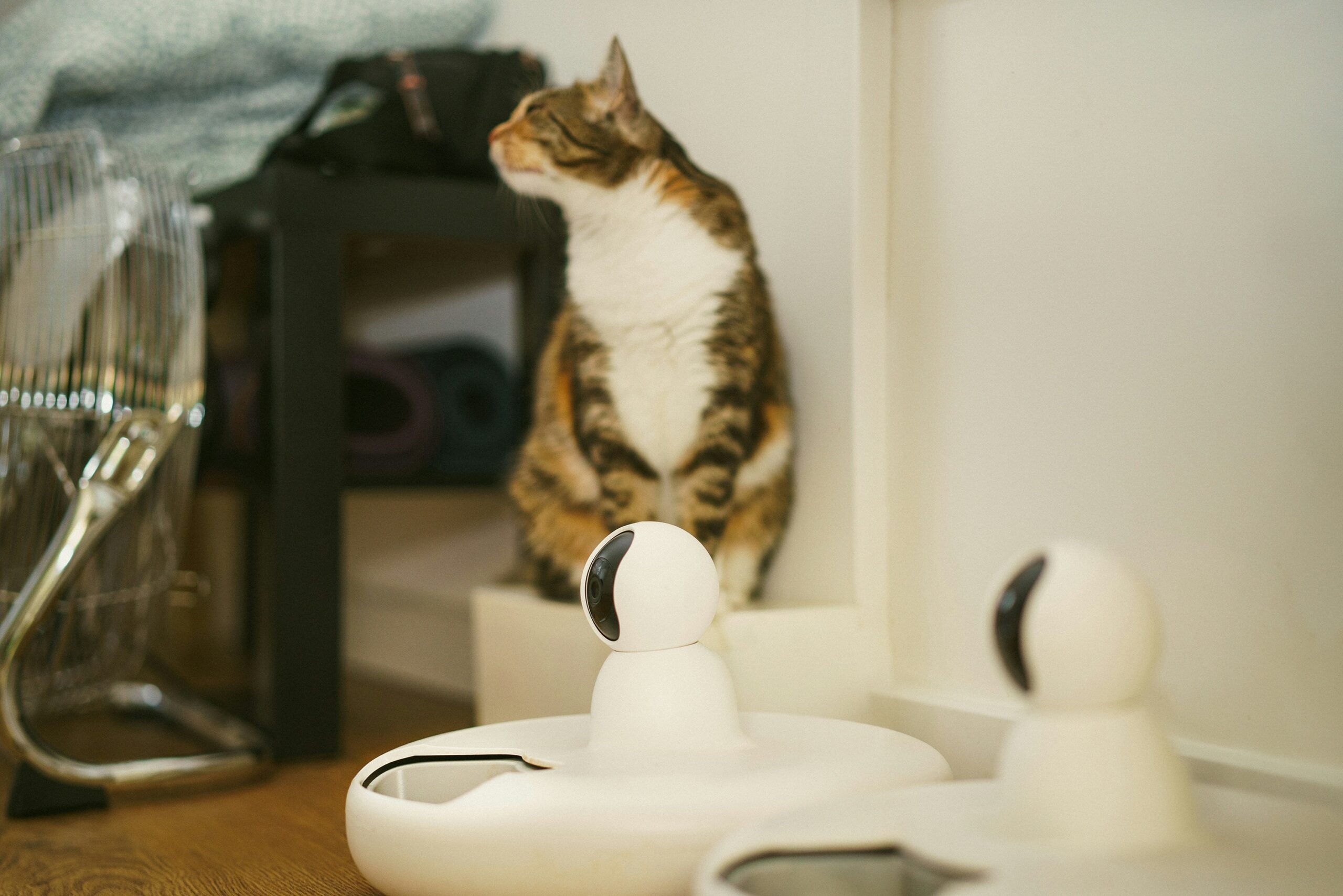 A cat sitting on a counter looking at a hair dryer