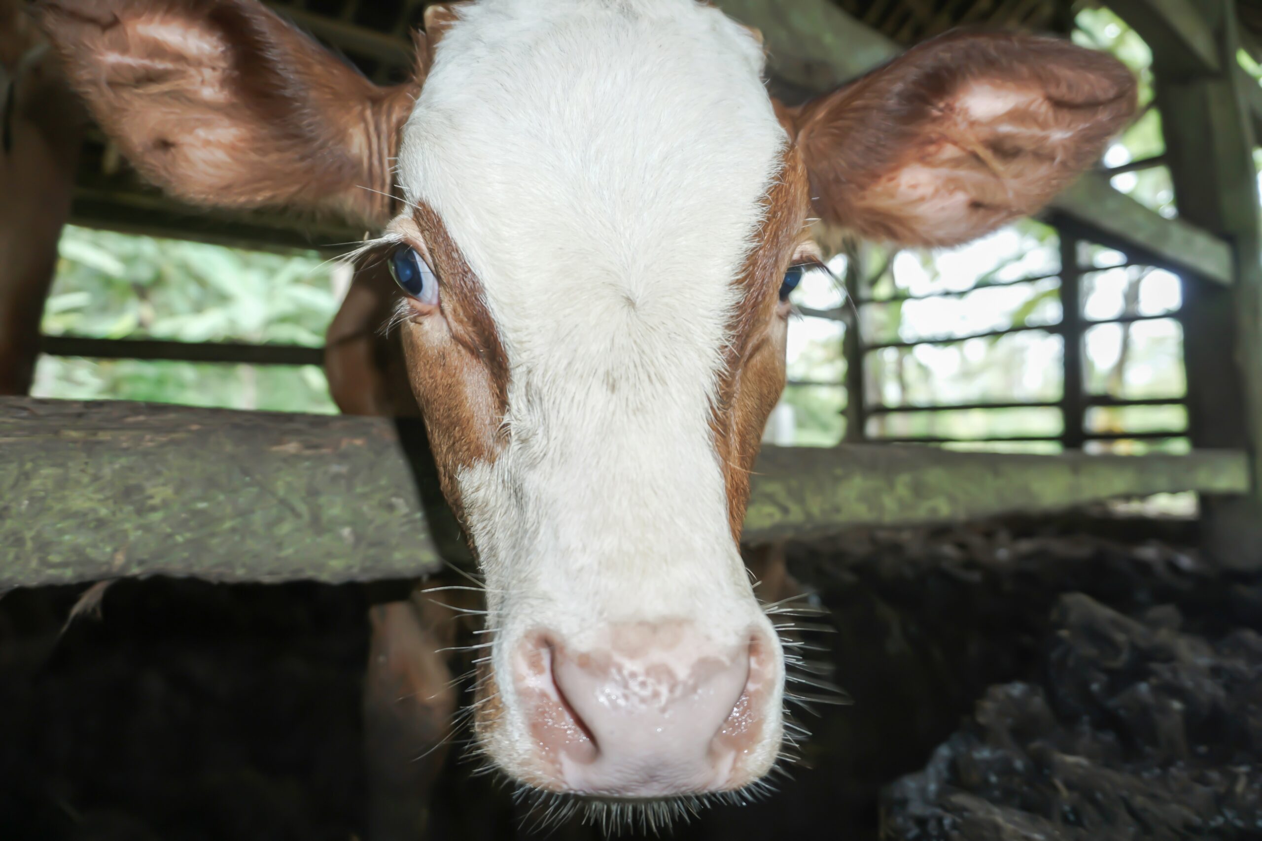 a brown and white cow sticking its head over a fence