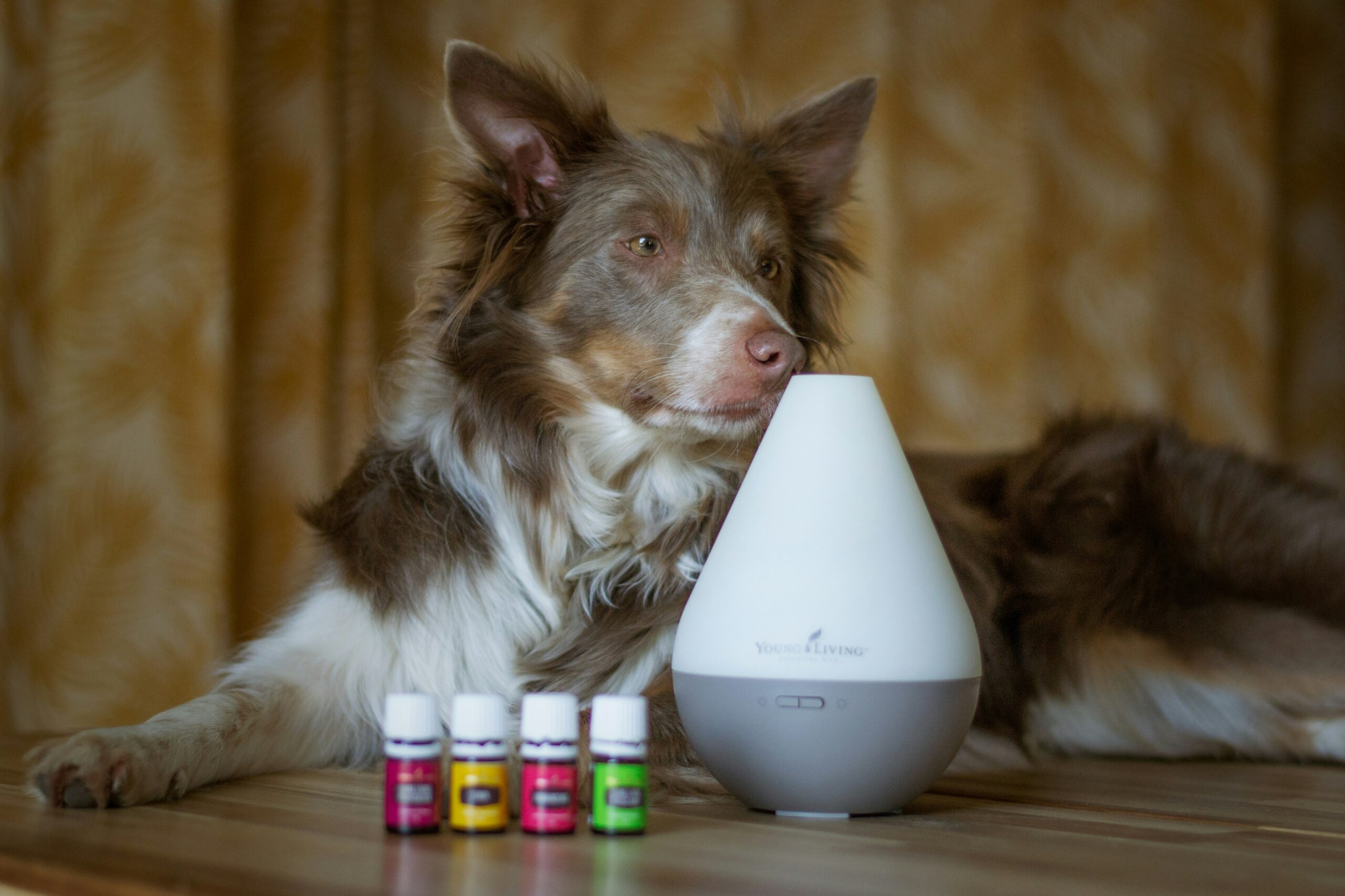 a dog laying on a table next to a diffuser