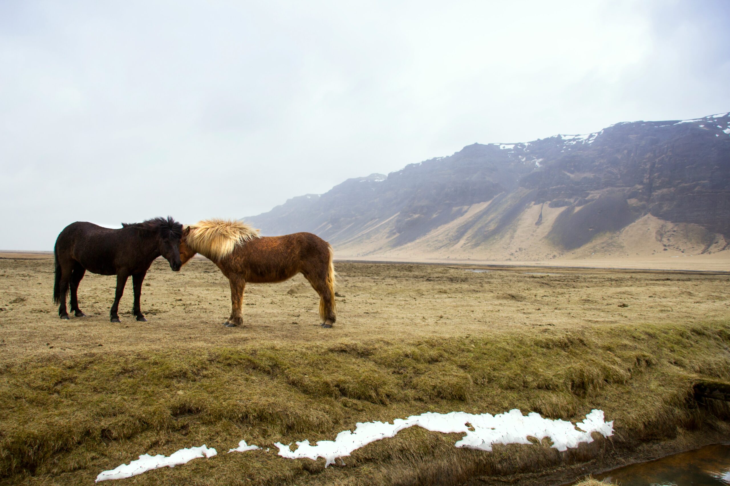 black and brown horses standing on green grass field across mountain