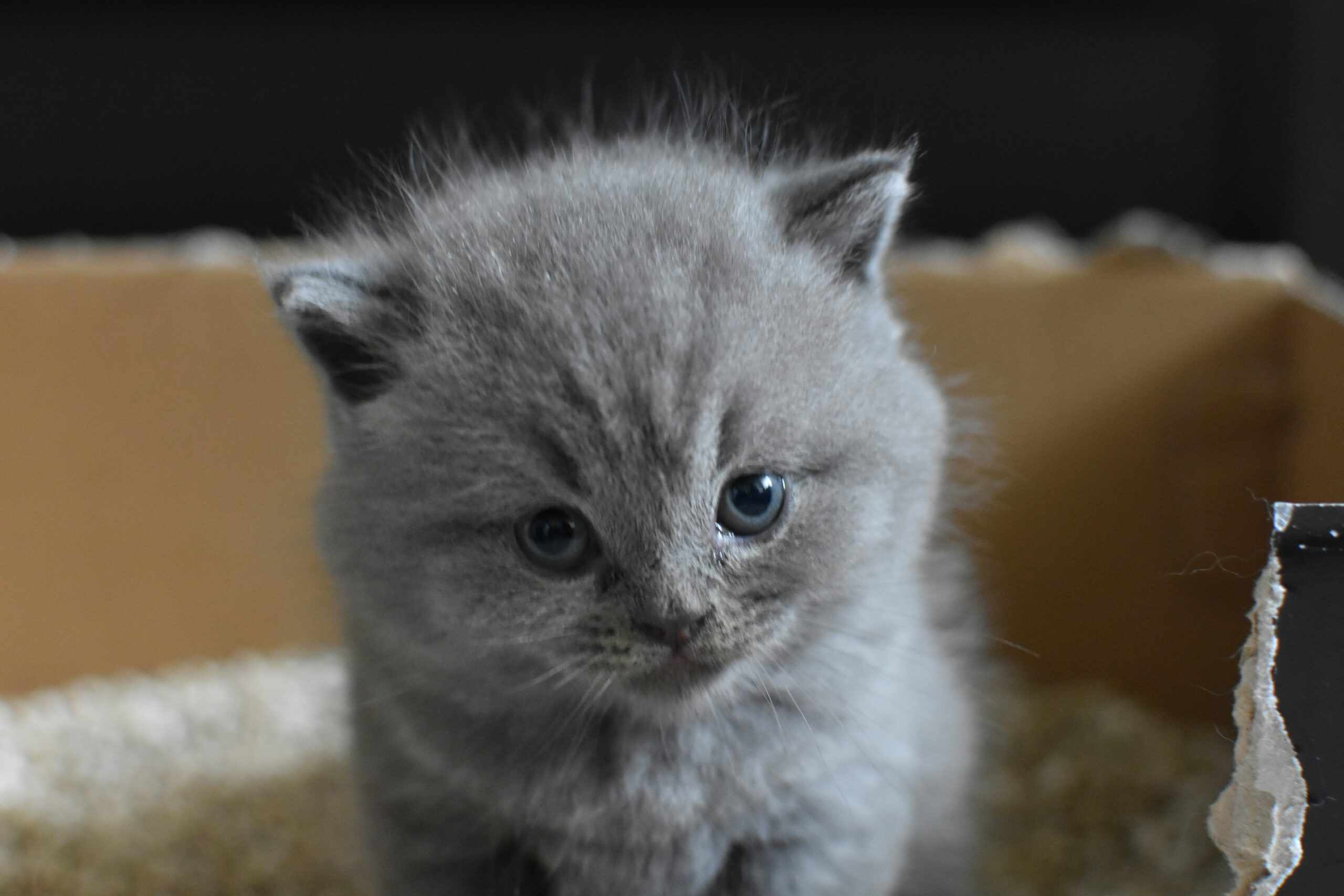 gray Persian cat