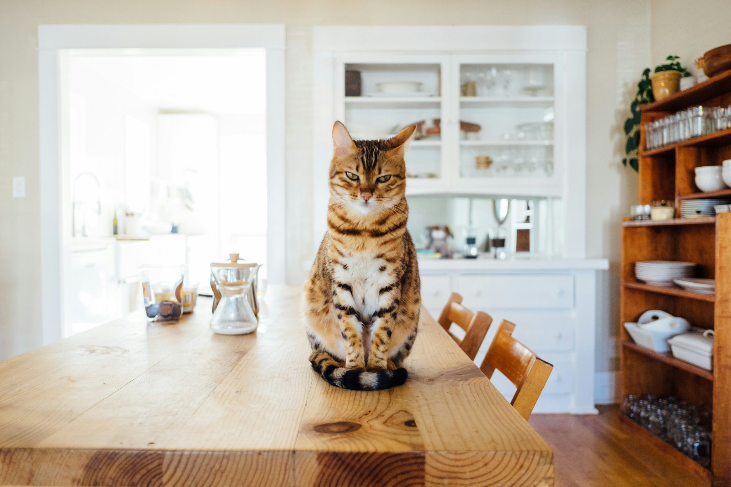 orange and white tabby cat sitting on brown wooden table in kitchen room