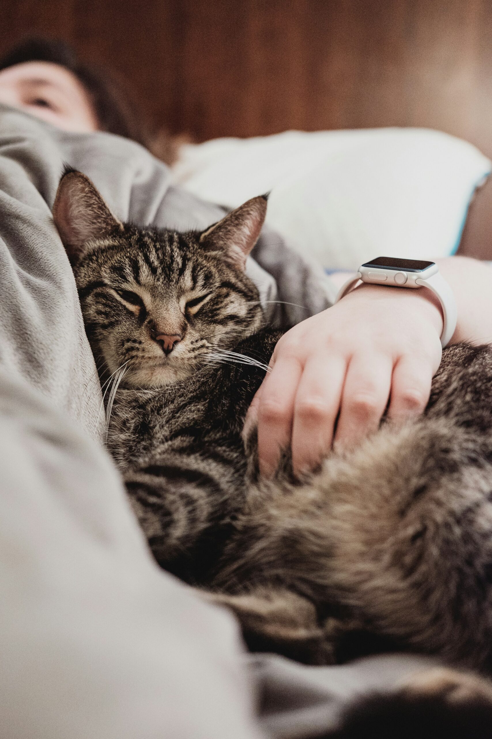 person holding gray tabby cat while lying on bed