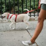 Side view of anonymous ethnic female wearing shorts strolling with dog on leash on pavement near metal fence on street