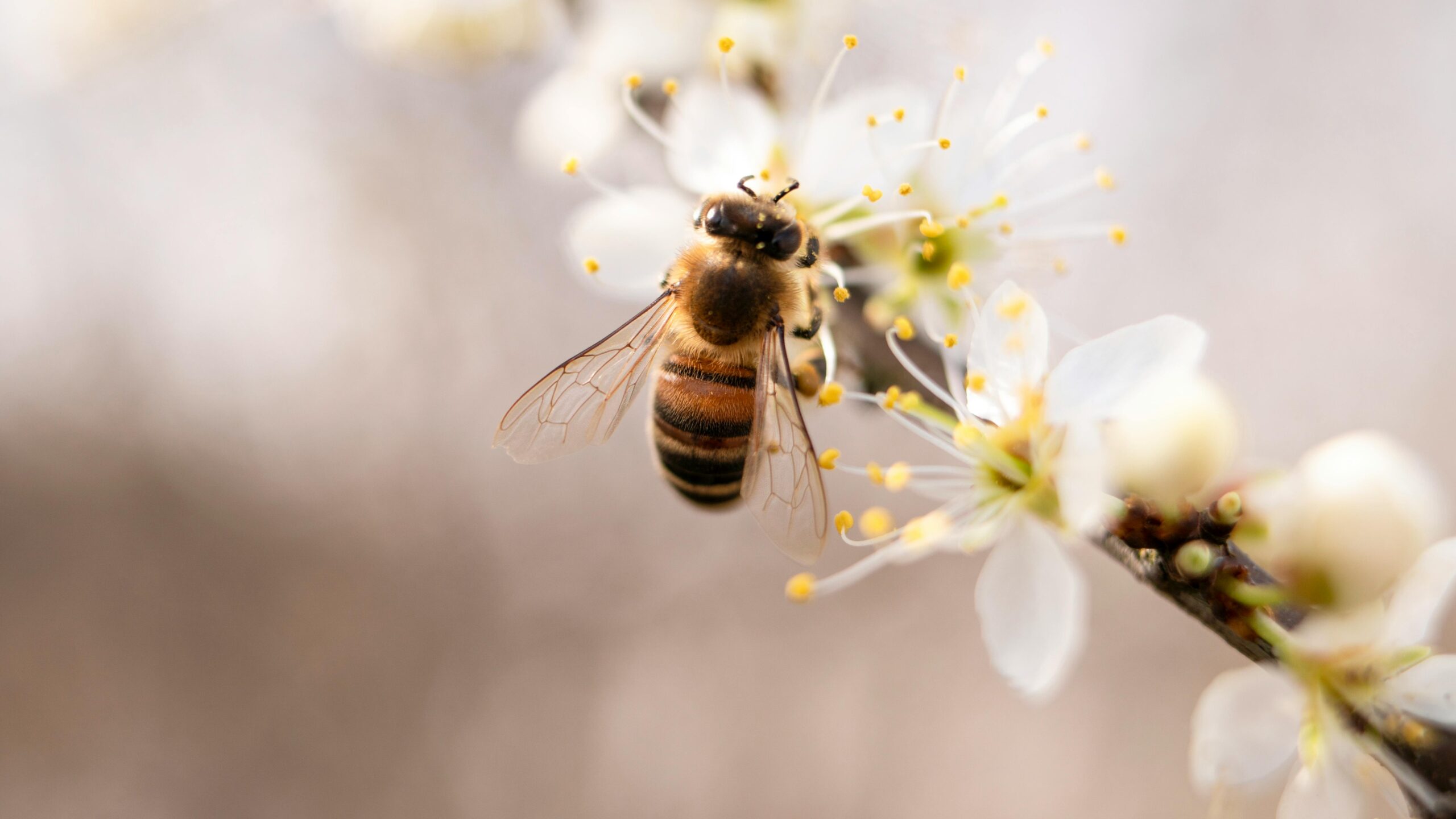 Bee Perched on White Petaled Flower Closeup Photography