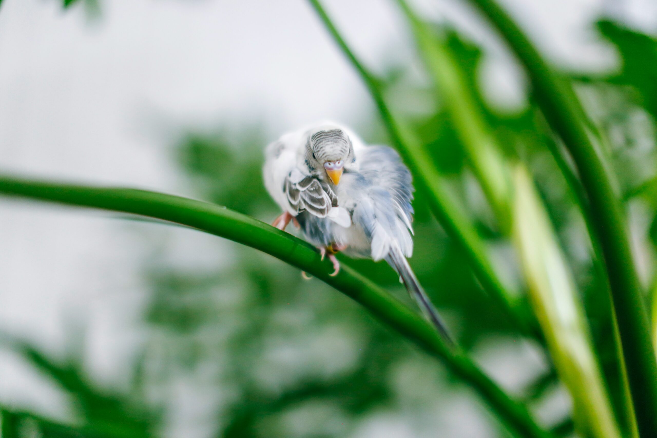 white and gray bird on green stem