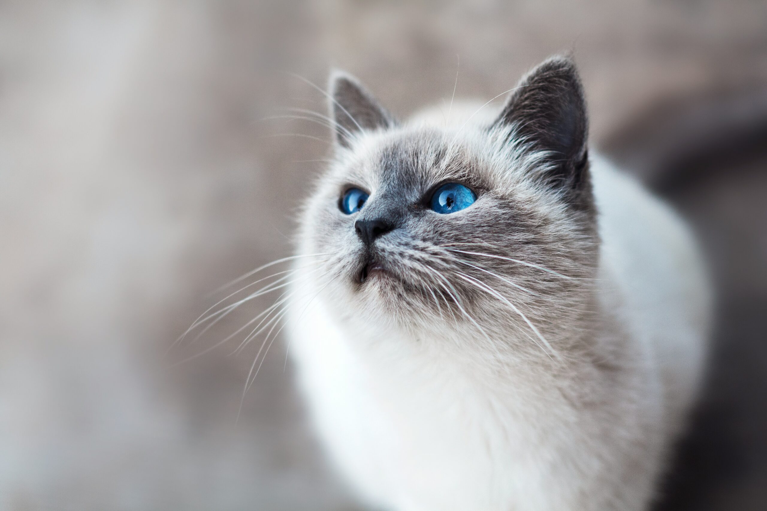 white and gray cat