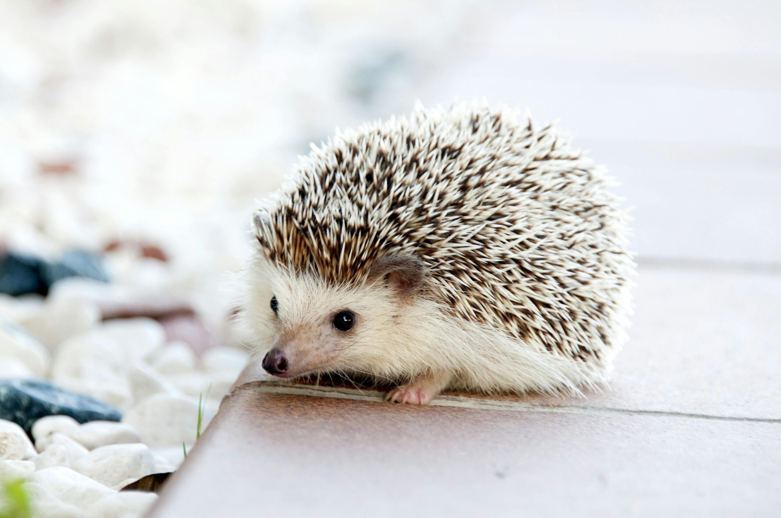 Shallow Photo of Hedgehog