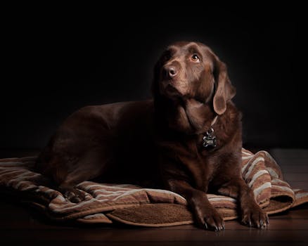 A chocolate Labrador dog lounging on a cozy rug with a dark background.