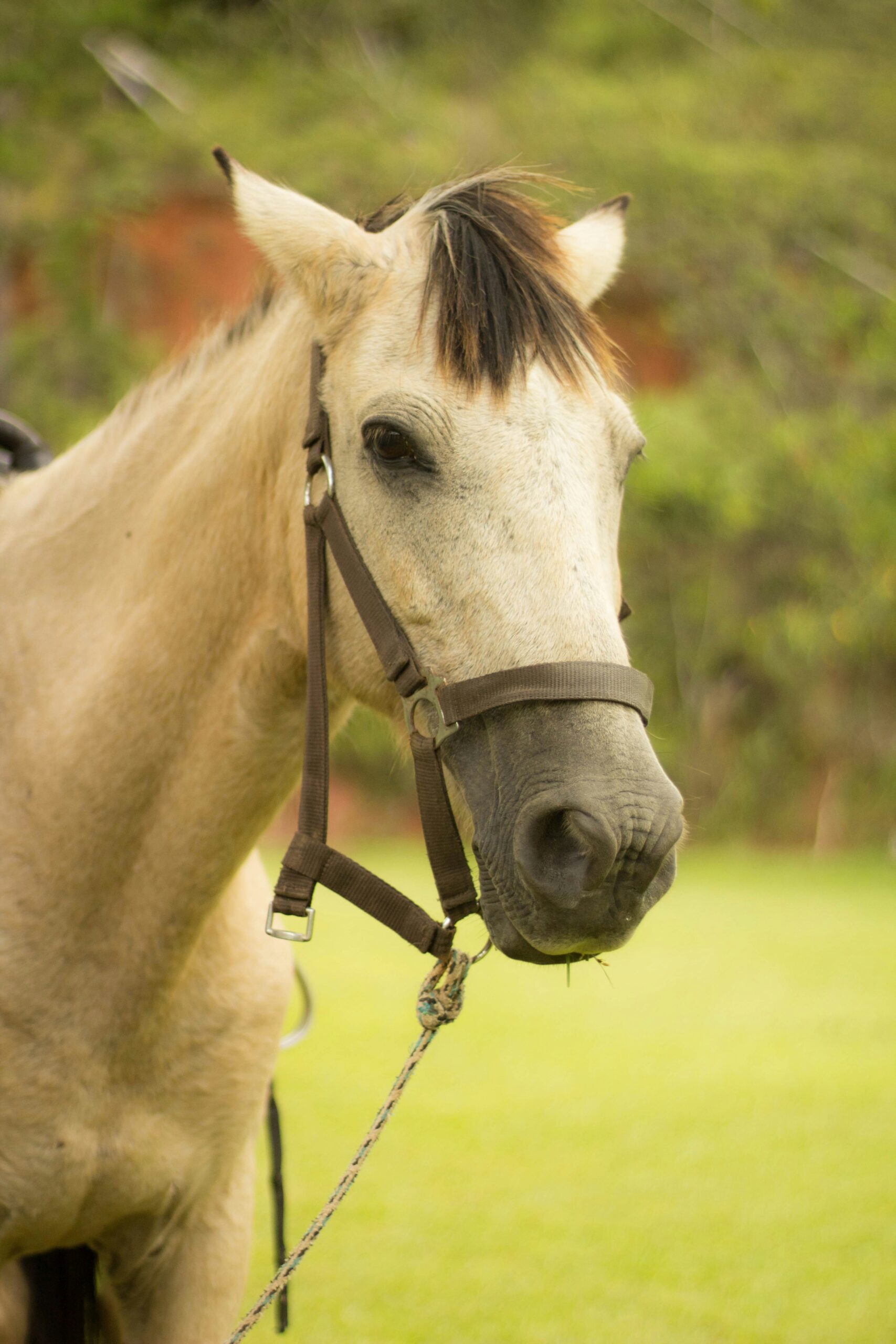selective focus photography of white horse